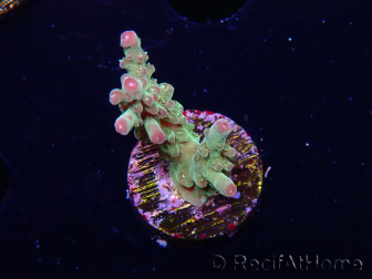 WYSIWYG RAH Acropora Astro-berry 5P5