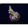 WYSIWYG RAH Acropora Astro-berry 5P