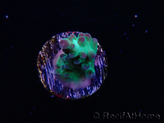 WYSIWYG ORA Acropora Pearlberry 5T1