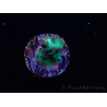 WYSIWYG ORA Acropora Pearlberry 5T1