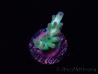 WYSIWYG ORA Acropora Pearlberry 5T2
