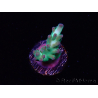 WYSIWYG ORA Acropora Pearlberry 5T2