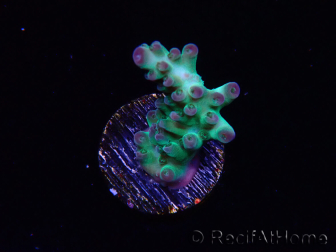 WYSIWYG ORA Acropora Pearlberry 5T4