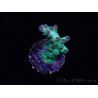 WYSIWYG ORA Acropora Pearlberry 5T4