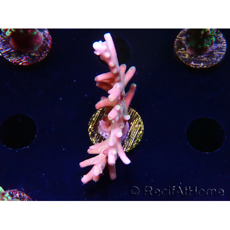 WYSIWYG LR Acropora latistella 5H1