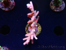 WYSIWYG LR Acropora latistella 5H1