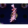 WYSIWYG LR Acropora latistella 5H1