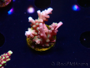 WYSIWYG LR Acropora latistella 5H2