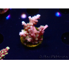 WYSIWYG LR Acropora latistella 5T7