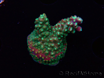 WYSIWYG Acropora Fruity Pebbles 5W4