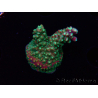 WYSIWYG Acropora Fruity Pebbles 5W4