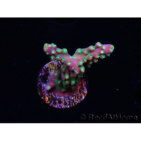 WYSIWYG Acropora aculeus 5H1
