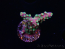 WYSIWYG Acropora Fruity Pebbles 5W6