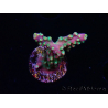 WYSIWYG Acropora Fruity Pebbles 5W6