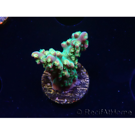 WYSIWYG Acropora aculeus 5H1