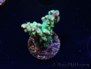 WYSIWYG Acropora aculeus 5H1