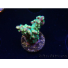 WYSIWYG Acropora aculeus 5H1