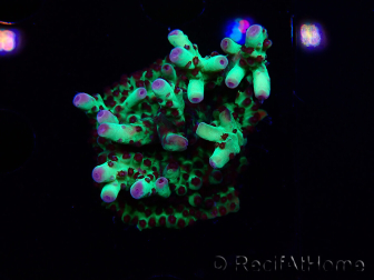 WYSIWYG RAH Acropora Bogani 5Q1
