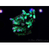 WYSIWYG RAH Acropora Bogani 1