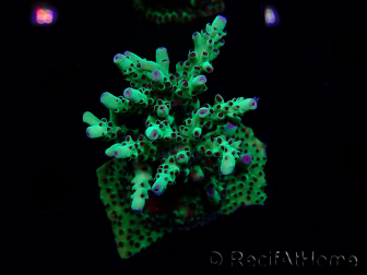 WYSIWYG RAH Acropora Bogani 2