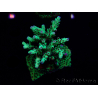 WYSIWYG RAH Acropora Bogani 5D2