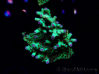WYSIWYG RAH Acropora Bogani 5M3