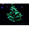WYSIWYG RAH Acropora Bogani 3