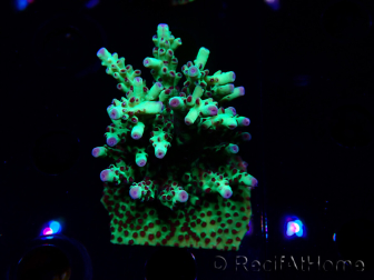 WYSIWYG RAH Acropora Bogani 5D4