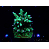 WYSIWYG RAH Acropora Bogani 4