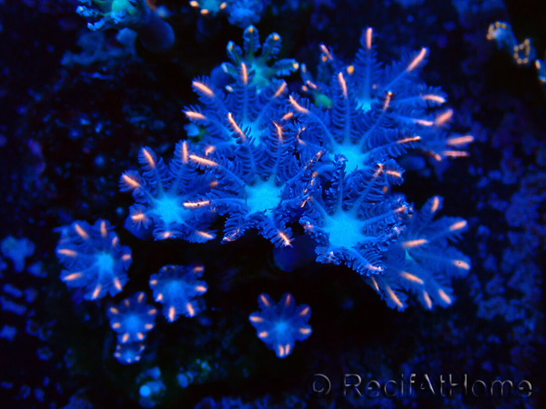 WYSIWYG Clavularia sp 20D6