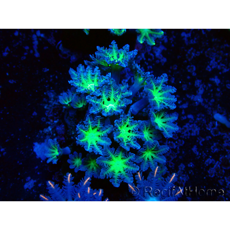 WYSIWYG Clavularia sp 20K5