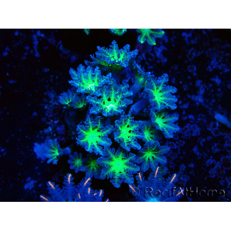 WYSIWYG Clavularia sp 20K5