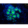 WYSIWYG Clavularia sp 20M3
