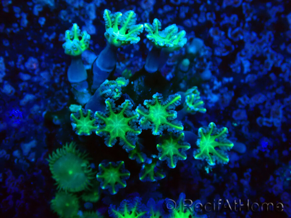 WYSIWYG Clavularia sp 20M5