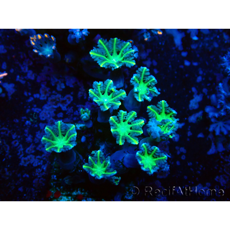 WYSIWYG Clavularia sp 20D6
