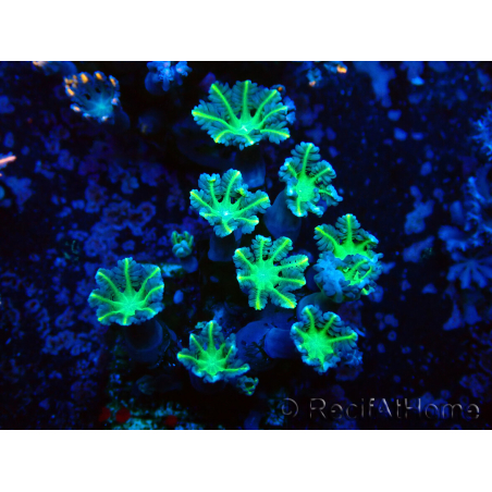 WYSIWYG Clavularia sp 20D6