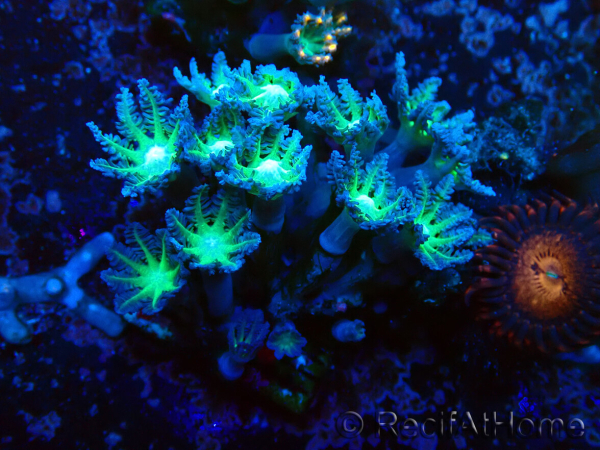 WYSIWYG Clavularia sp 20D6
