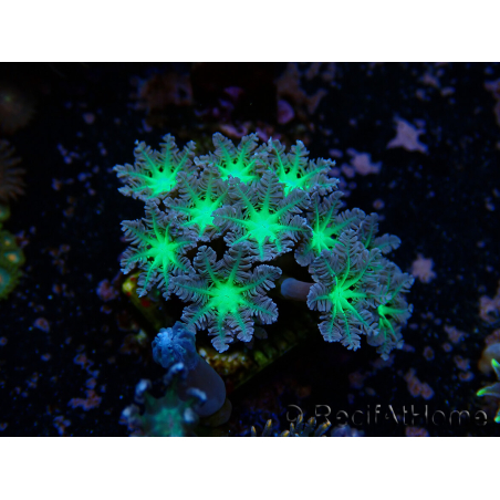 WYSIWYG Clavularia sp 20E2