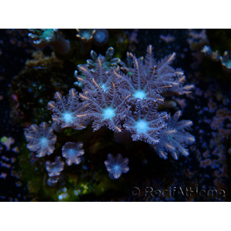 WYSIWYG Clavularia sp 20D6