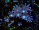 WYSIWYG Clavularia sp 20D6