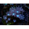 WYSIWYG Clavularia sp 20D6