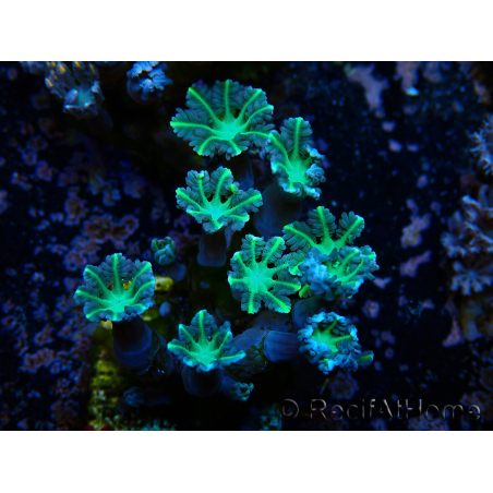 WYSIWYG Clavularia sp 20D6