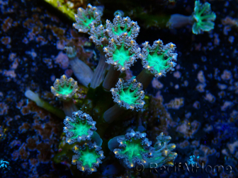 WYSIWYG Clavularia sp 20L5
