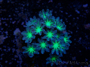WYSIWYG Clavularia sp 20M1