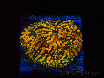 WYSIWYG - CC Cloudberry Chalice 23F8