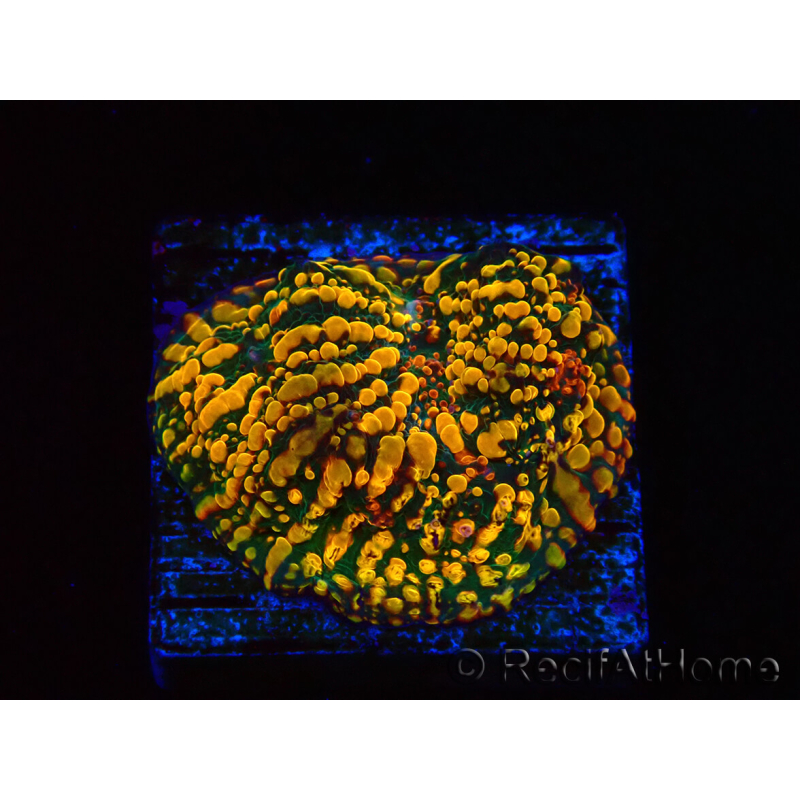 WYSIWYG - CC Cloudberry Chalice 23F8