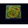 WYSIWYG - CC Cloudberry Chalice 23F9