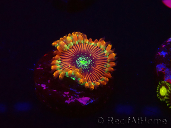 WYSIWYG - Zoanthus Happy People Eater 30A