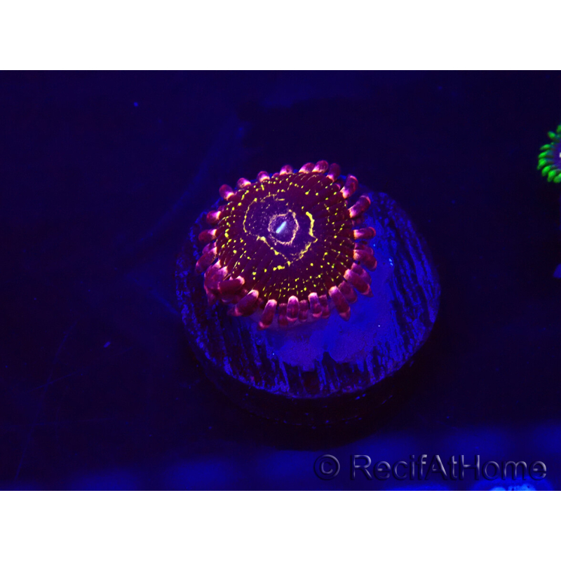 WYSIWYG - Zoanthus Sratosphère 30E4