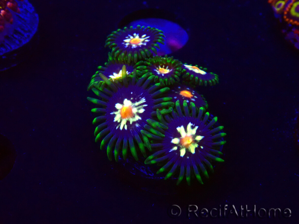 WYSIWYG - JF Zoanthus Stargazer 30F6